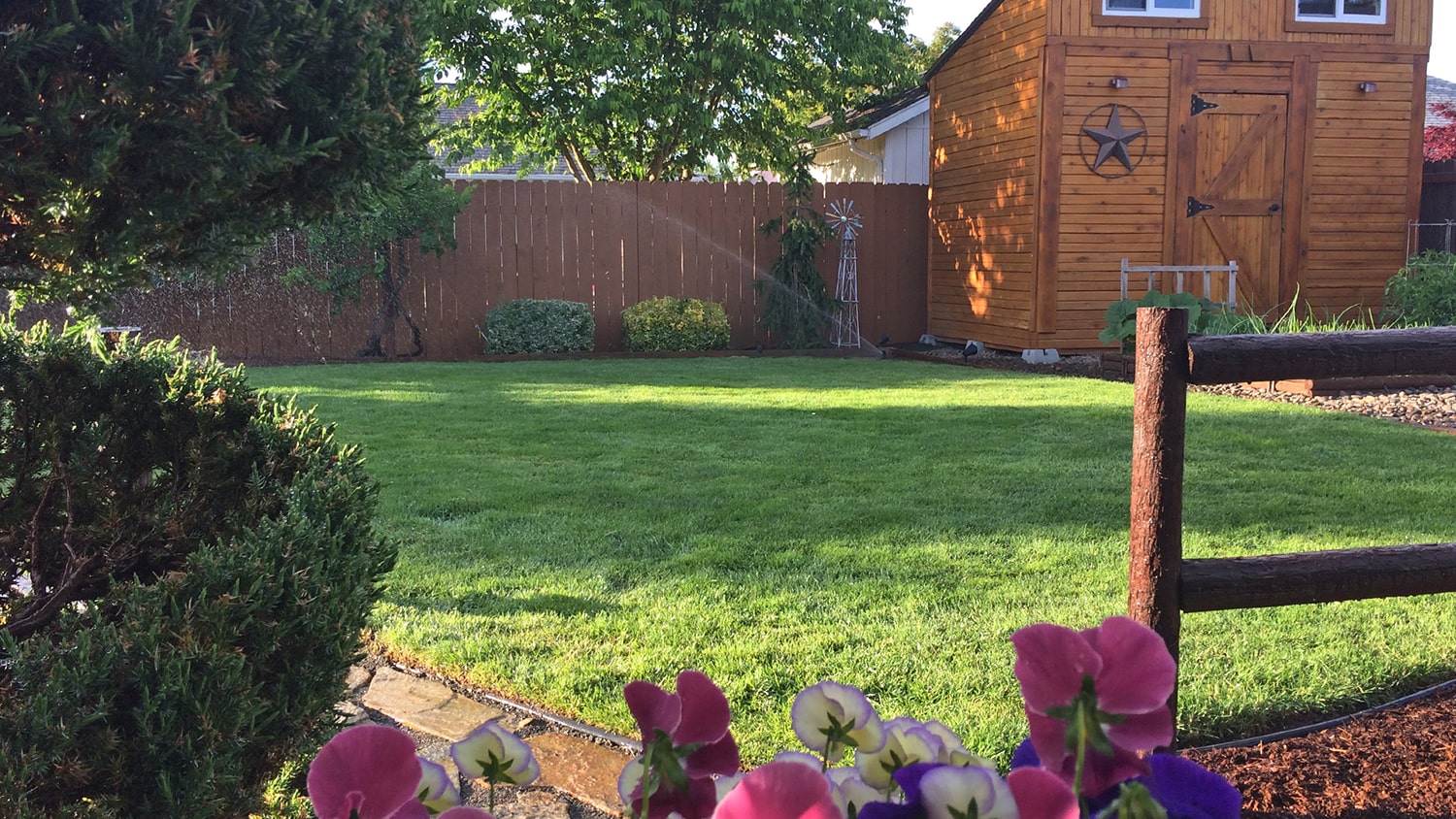 View of backyard with green lawn and wood shed in summer