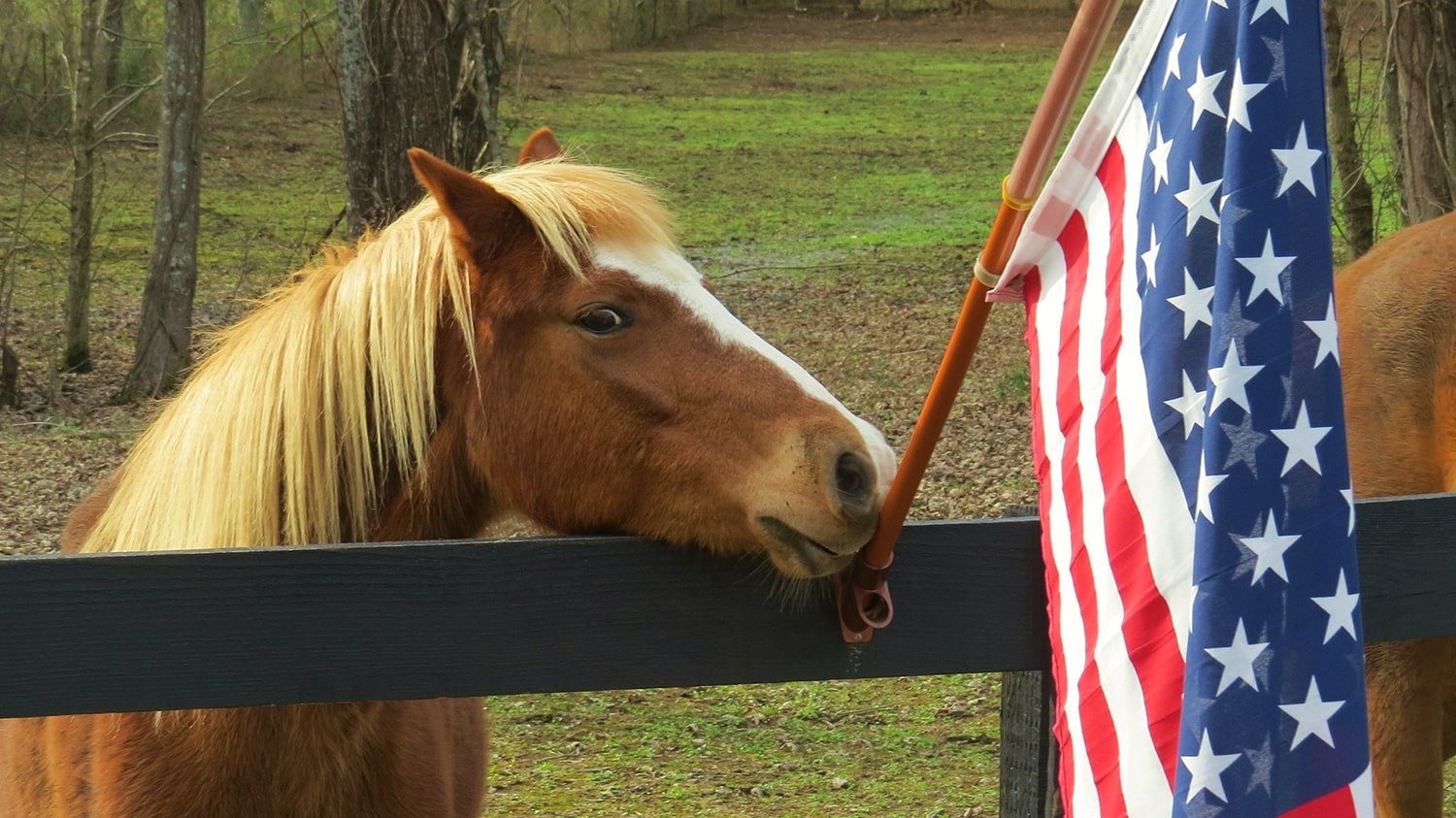 Horse standing next to fence with American flag