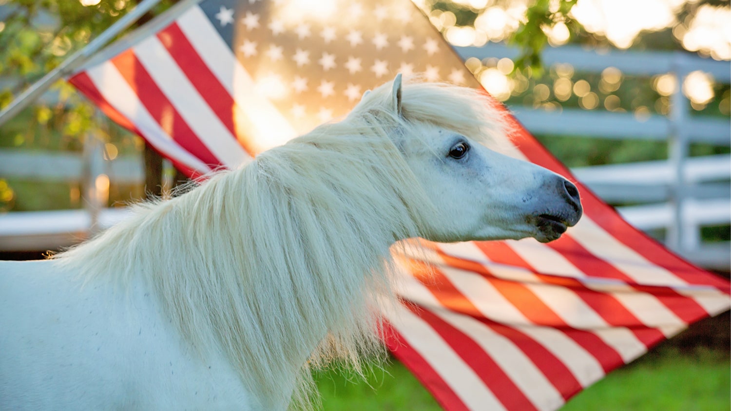 Pony standing in front of sunlit American flag