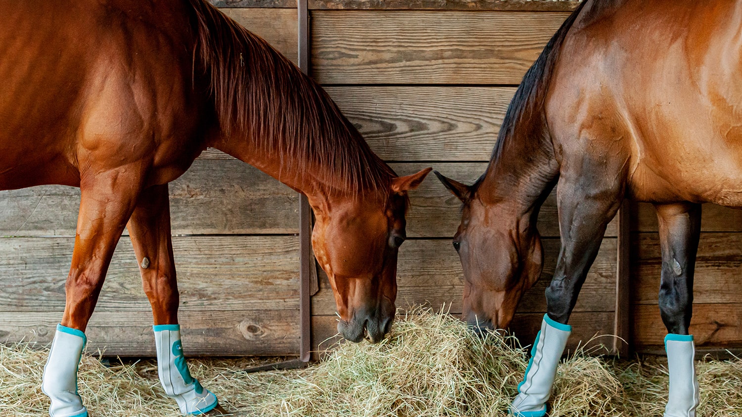 two brown horses eating hay in barn
