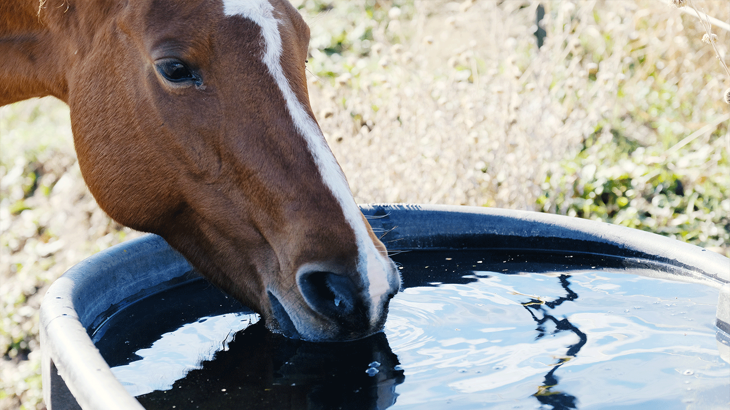 Horse drinking water out of trough